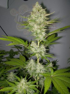 Candy Kush Express (Fast Version)