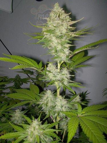 Candy Kush Express (Fast Version)