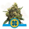 ROYAL QUEEN SEEDS - Painkiller XL