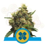 ROYAL QUEEN SEEDS - Painkiller XL