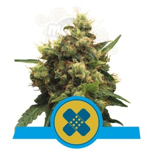 ROYAL QUEEN SEEDS - Painkiller XL