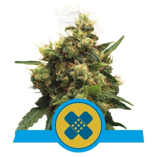 ROYAL QUEEN SEEDS - Painkiller XL