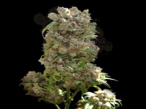VIP SEEDS - White Spanish