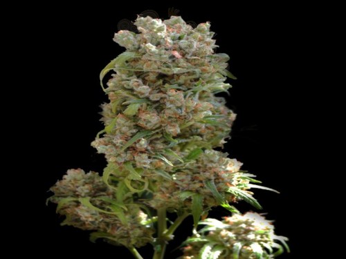 VIP SEEDS - White Spanish