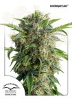 DUTCH PASSION - Auto Daiquiri Lime®