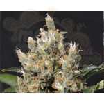 CBD Seeds - Kali