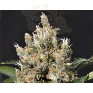 CBD Seeds - Kali