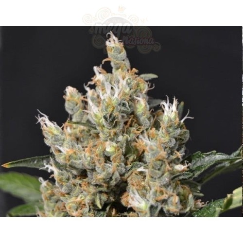 CBD Seeds - Kali