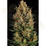 PYRAMID SEEDS - Wembley