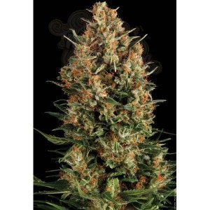 PYRAMID SEEDS - Wembley