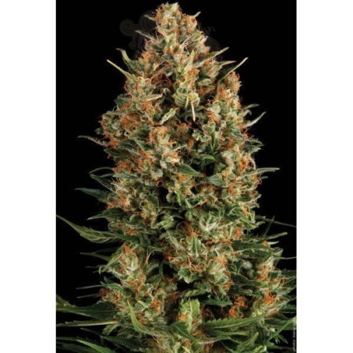 PYRAMID SEEDS - Wembley