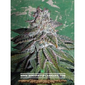 MINISTRY OF CANNABIS - Nepalese Dragon