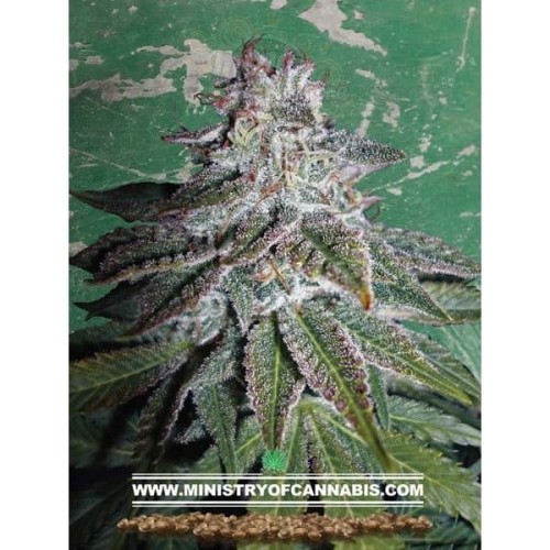MINISTRY OF CANNABIS - Nepalese Dragon