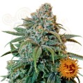 BARNEY’S FARM - Liberty Haze