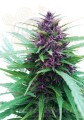 DUTCH PASSION - Shaman®