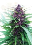 DUTCH PASSION - Shaman®