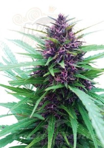 DUTCH PASSION - Shaman®