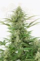 DINAFEM - Dinamex Auto