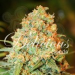 DELICOUS SEEDS - Critical Super Silver Haze