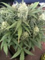 FASTBUDS - Gorilla Glue Auto