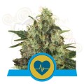 ROYAL QUEEN SEEDS - Medical Mass