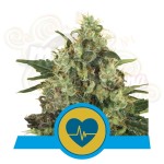 ROYAL QUEEN SEEDS - Medical Mass