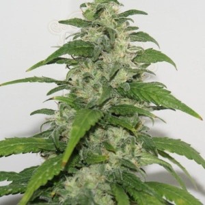 RESIN SEEDS - Yummy