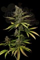 DINAFEM - Cheese