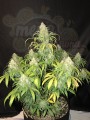 FASTBUDS - Gorilla Glue Auto