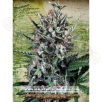MINISTRY OF CANNABIS - Auto Silver Bullet