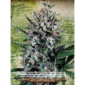 MINISTRY OF CANNABIS - Auto Silver Bullet