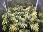 Northern Light Auto