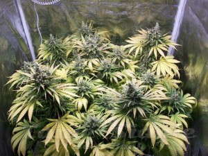 Northern Light Auto