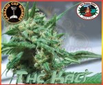 BIG BUDDHA SEEDS - The Kali