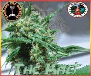 BIG BUDDHA SEEDS - The Kali