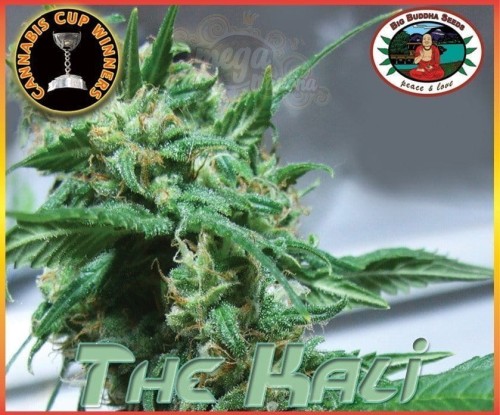 BIG BUDDHA SEEDS - The Kali