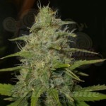 NIRVANA - Lemon OG Haze