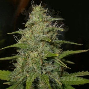 NIRVANA - Lemon OG Haze