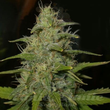 NIRVANA - Lemon OG Haze