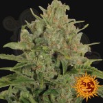 BARNEY'S FARM - Triple Cheese