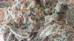 GENOFARM - Purple Haze Auto