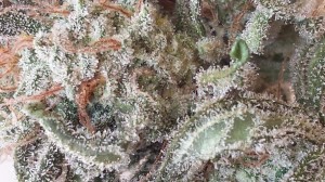 GENOFARM - Purple Haze Auto