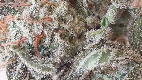 GENOFARM - Purple Haze Auto