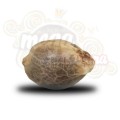 ROYAL QUEEN SEEDS - Critical®