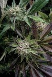 Biological Seeds - Auto Blue