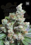 BULK SEED BANK - NBA Diesel