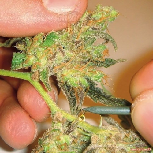 MEDICAL SEEDS - Channel +