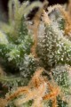 DINAFEM - Amnesia CBD