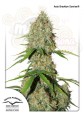 DUTCH PASSION - Auto Brooklyn Sunrise®