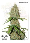 DUTCH PASSION - Auto Brooklyn Sunrise®